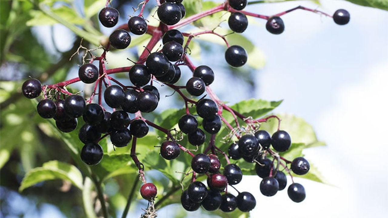 Elderberry As a Treatment For COVID-19