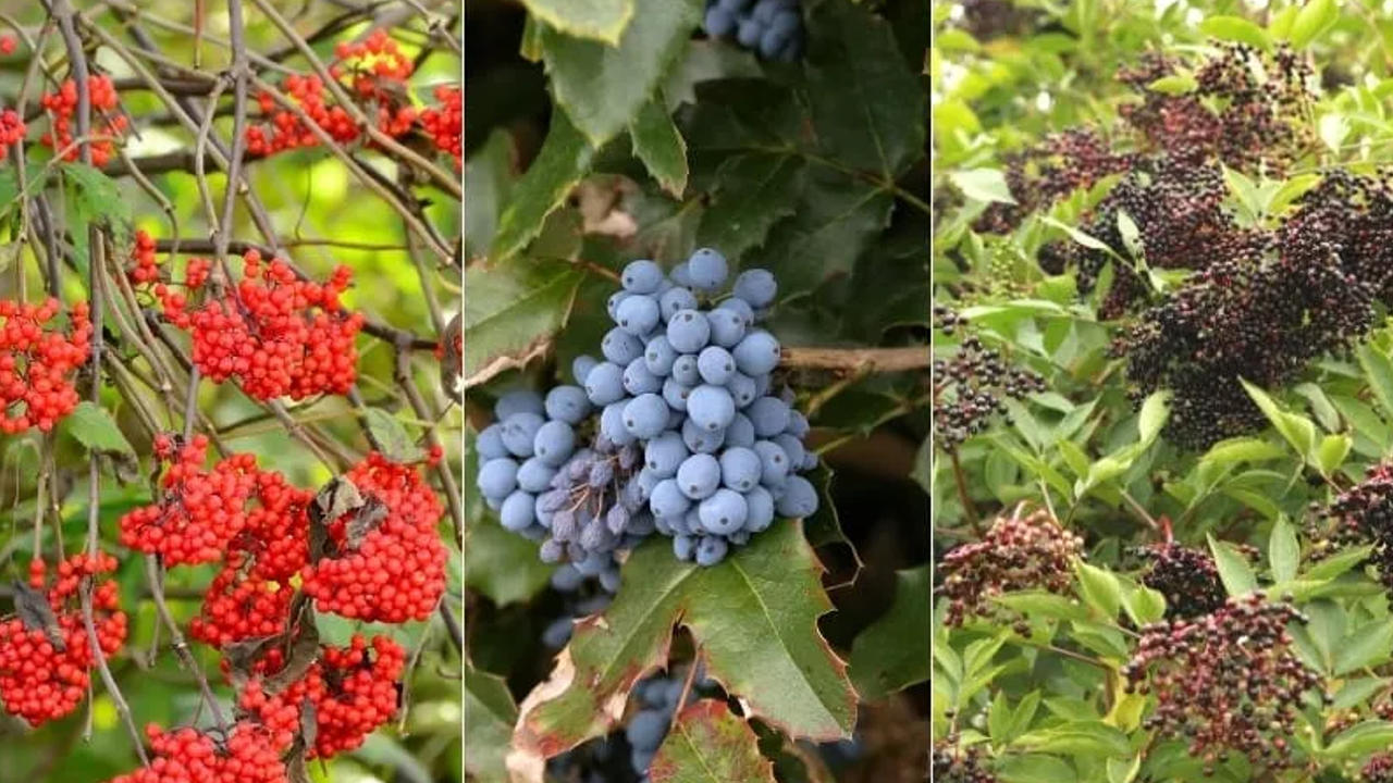 Elderberry Size Varieties