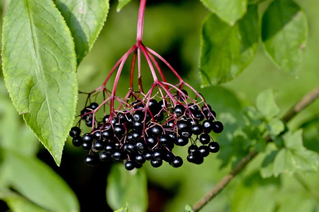 The Best Elderberry For Eating